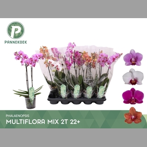 PHAL MF GEM 4 KL