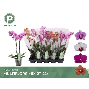 PHAL MF GEM 4 KL