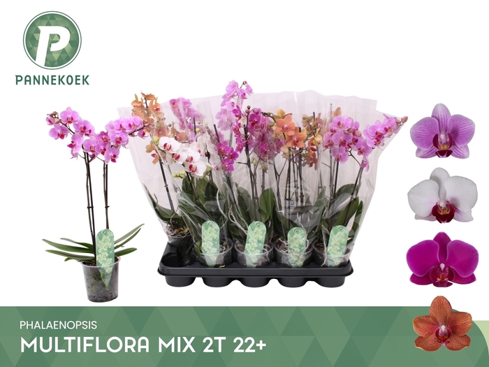<h4>PHAL MF GEM 4 KL</h4>