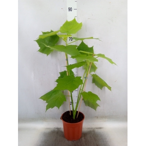 Sparrmannia africana