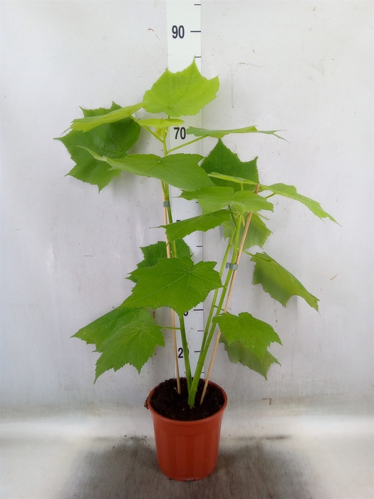 <h4>Sparrmannia africana</h4>