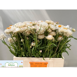HELICHRYSUM OV