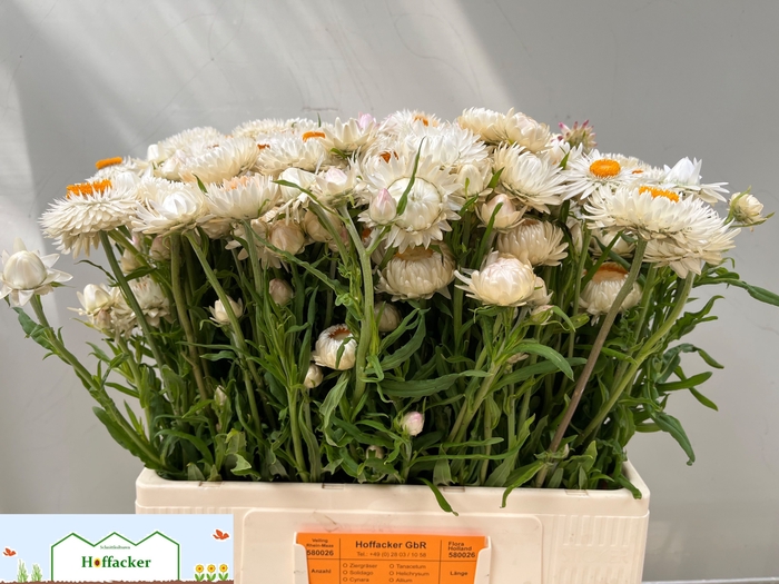 <h4>HELICHRYSUM OV</h4>
