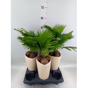 Livistona rotundifolia