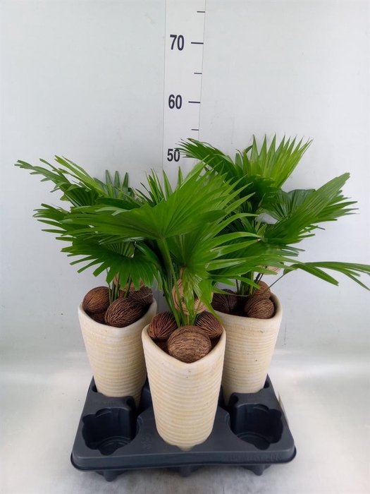 <h4>Livistona rotundifolia</h4>