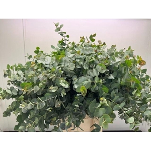 EUC CINEREA PER BOS