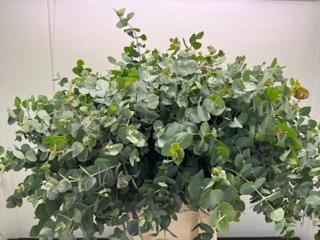 <h4>EUC CINEREA PER BOS</h4>