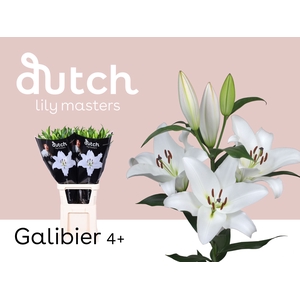 Li Or Galibier 4+ Qualily