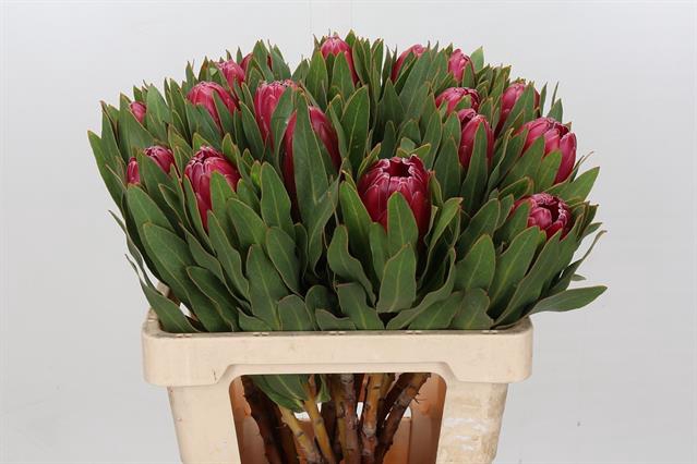 <h4>PROTEA BRENDA</h4>