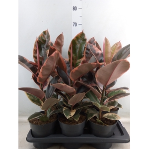 Ficus elastica 'Belize'