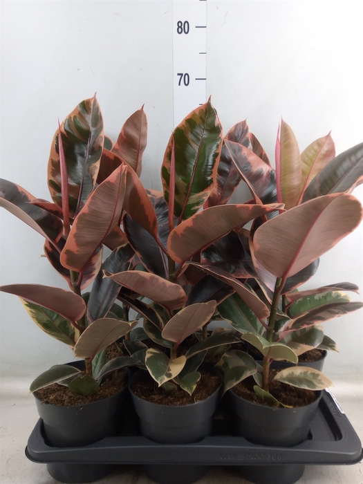 <h4>Ficus elastica 'Belize'</h4>