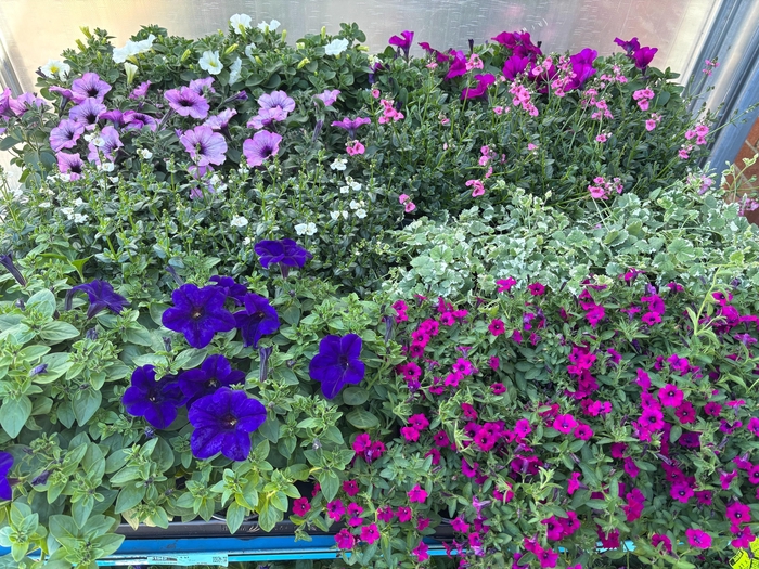 <h4>PERKPL MIXK</h4>