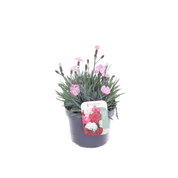 <h4>Dianthus Dinetta Soft Pink</h4>