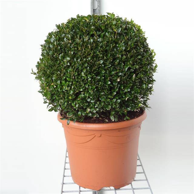 <h4>Buxus semp. bol</h4>