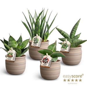 Maceta Sansevieria Collection p7