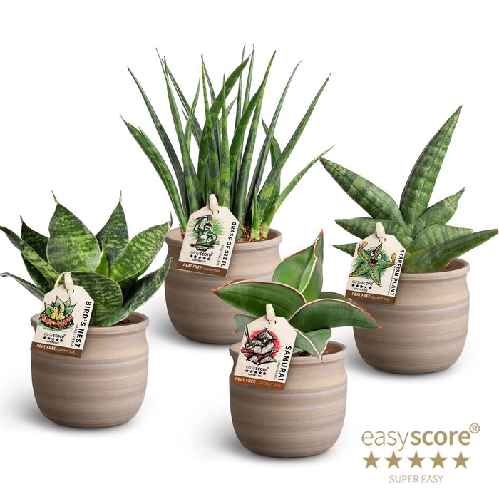 <h4>Maceta Sansevieria Collection p7</h4>