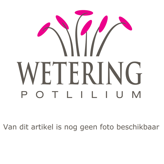 <h4>Lilium longiflorum 'Miracle' 13 cm - 3pp</h4>