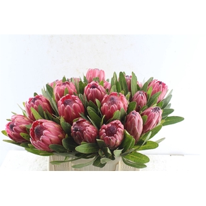 Protea Red Ice