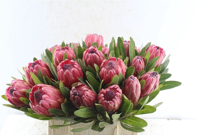 <h4>Protea Red Ice</h4>