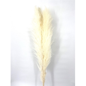 Dried Cortaderia Lao Grass White Super P Stem