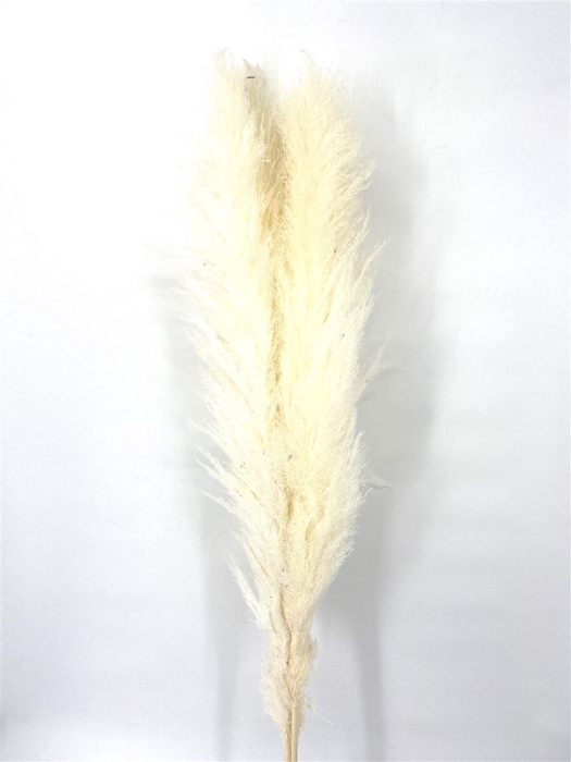 <h4>Dried Cortaderia Lao Gras White Super 140cm P Stem</h4>