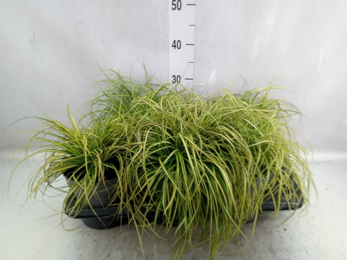 <h4>Carex brunnea</h4>