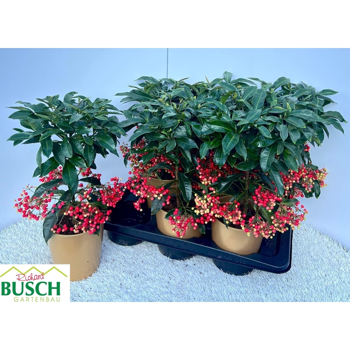 <h4>Ardisia Crenata 15Ø 40cm</h4>