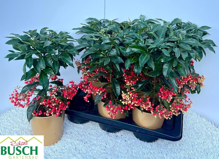 Ardisia Crenata Gold 15Ø 40cm