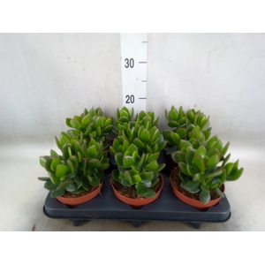 Crassula  'Hulk'