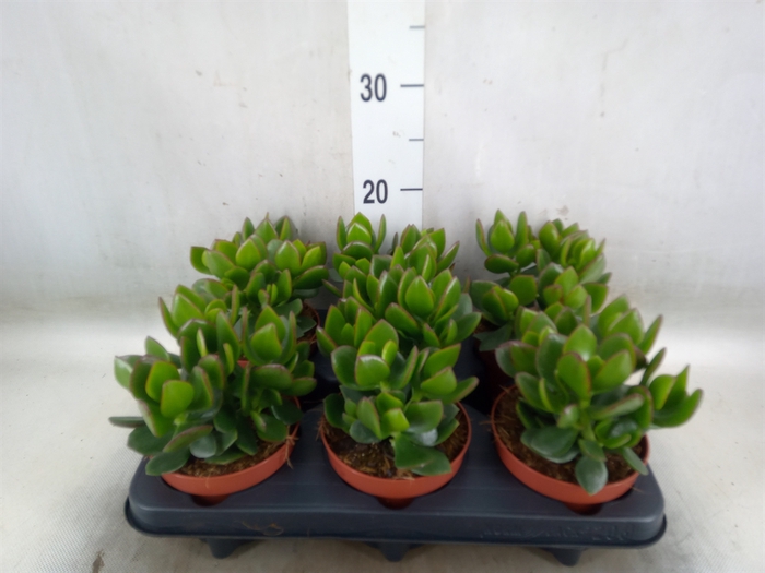 <h4>Crassula  'Hulk'</h4>