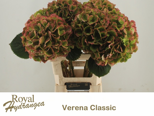 <h4>HYDR M CH VERENA CL</h4>