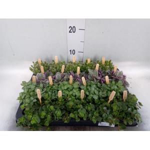 Planten ..mix