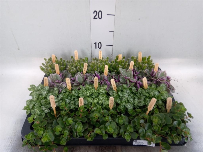 <h4>Planten ..mix</h4>