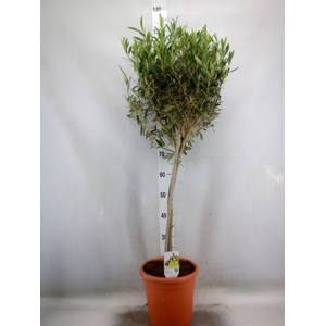 Olea europaea