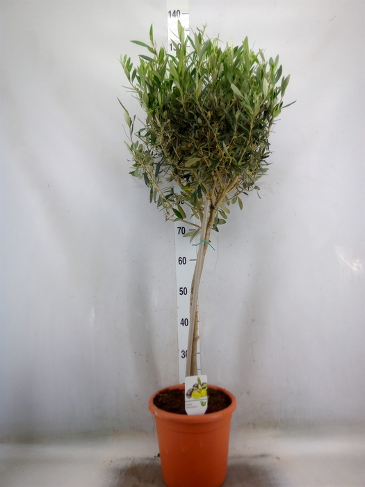 <h4>Olea europaea</h4>