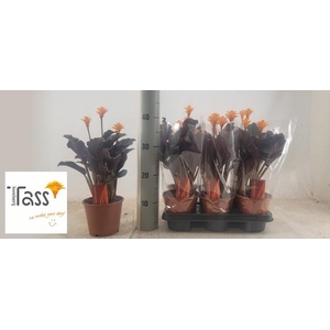 CALAT CROCATA