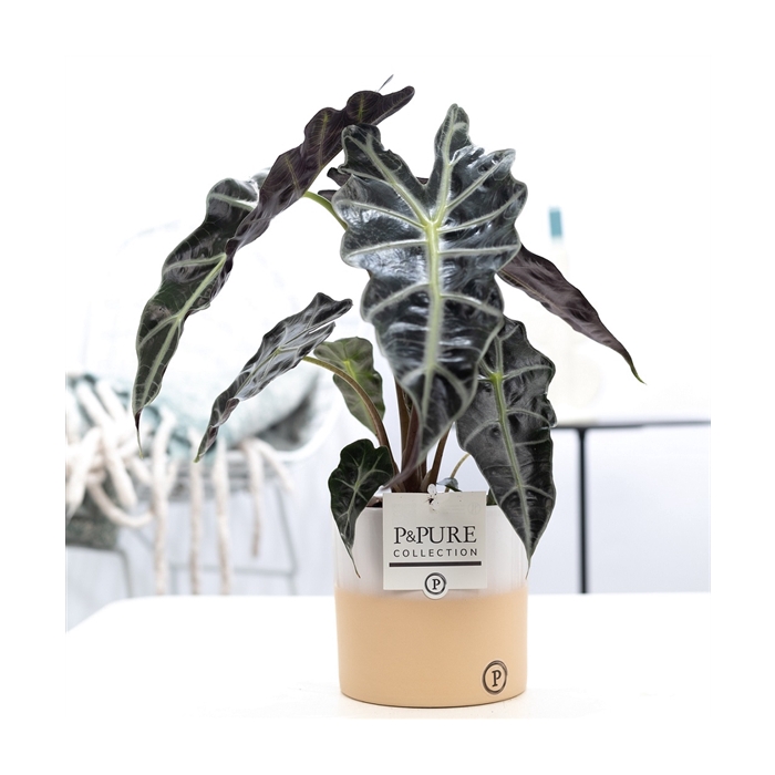 <h4>Alocasia Polly in P&PURE Rosy ceramics</h4>