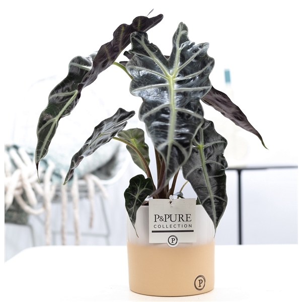 Alocasia Polly in P&PURE Rosy ceramics