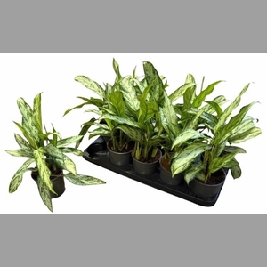 AGLAO SILVER QUEEN C