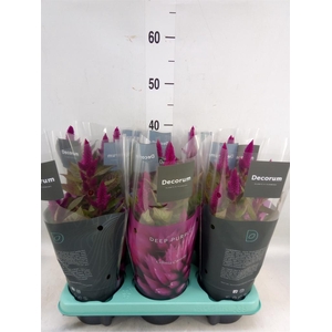 Celosia spic. 'Deep Purple'