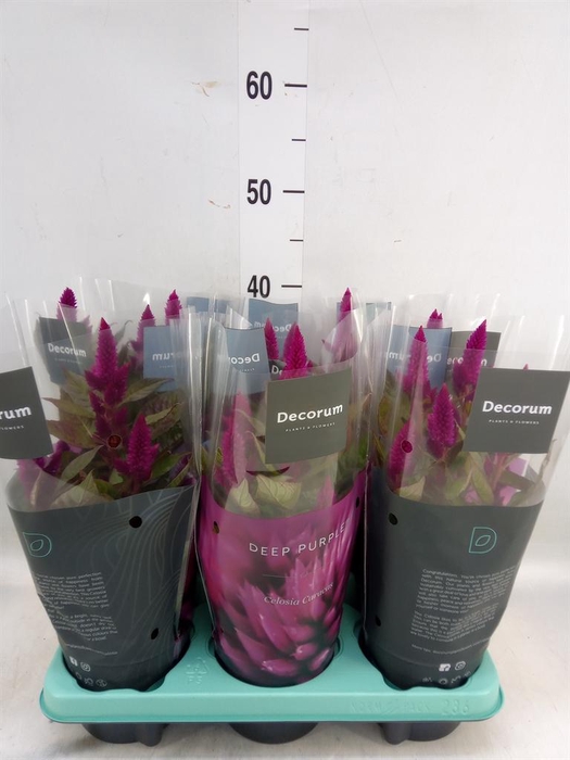 <h4>Celosia spic. 'Deep Purple'</h4>