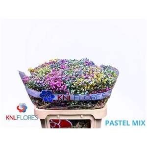 Gyps Pastel Mix