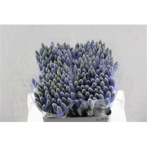 Muscari Blauw P St