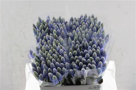 <h4>Muscari Blauw P St</h4>