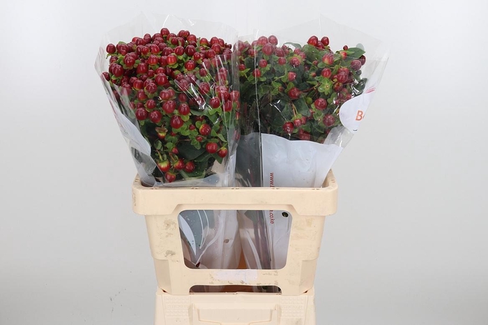 <h4>Hyp Mag Seasons</h4>