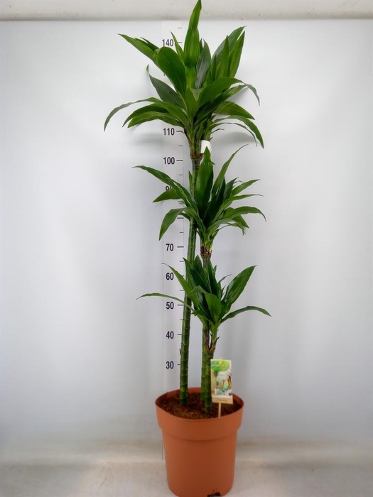 <h4>Dracaena frag. 'Janet Craig'</h4>