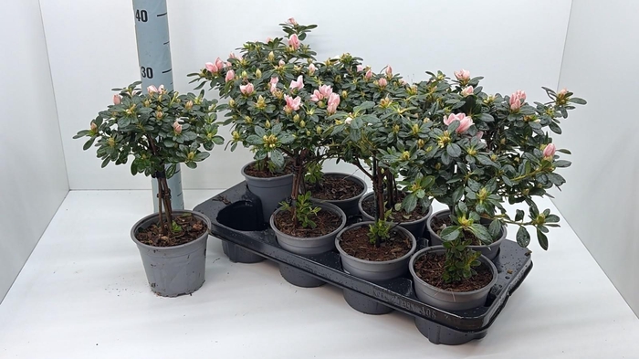 <h4>RHODO SI OV</h4>