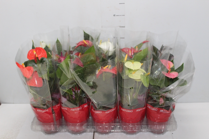 <h4>ANTHURIUM VARIADO P12</h4>