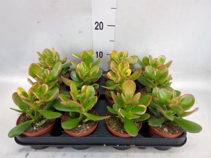 <h4>Crassula ovata 'Sunset'</h4>