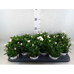 Dianthus  'Oscar White'